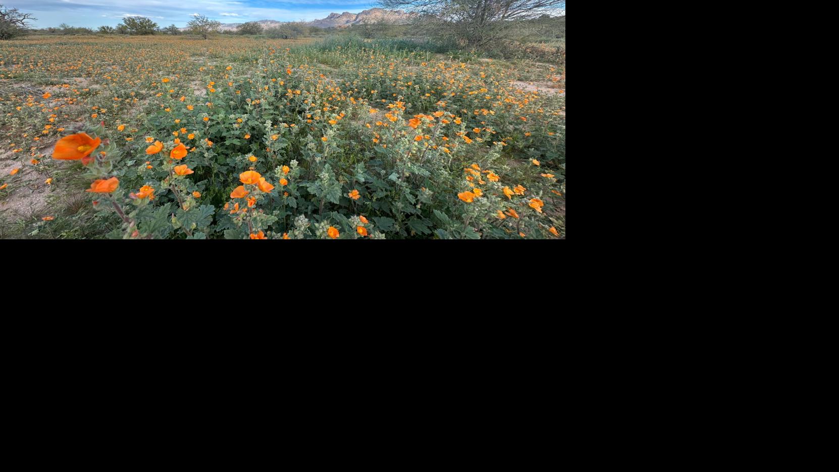 Arizona parks brace for bloom chasers as wildflower season opens early