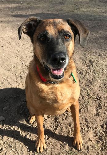 Adopt A Friend: Bailey