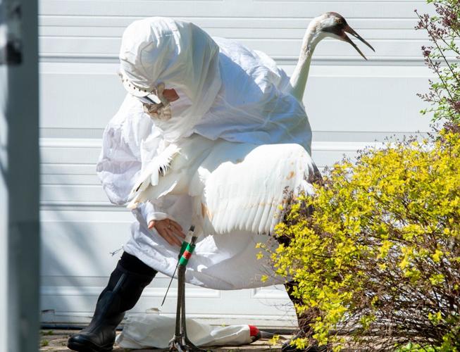 Whooping Crane