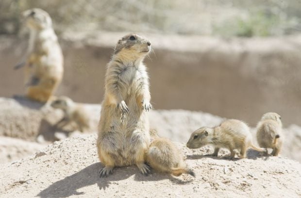 Photos: Animals at the Arizona Sonora Desert Museum | Entertainment