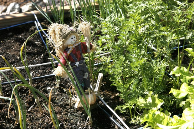 Square-foot gardens yield bumper crops    