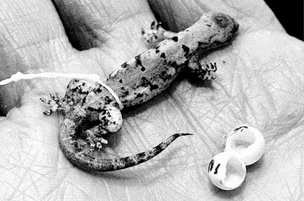 3-inch Vanuatu gecko identified as new species  