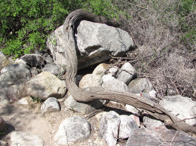 Exposed root