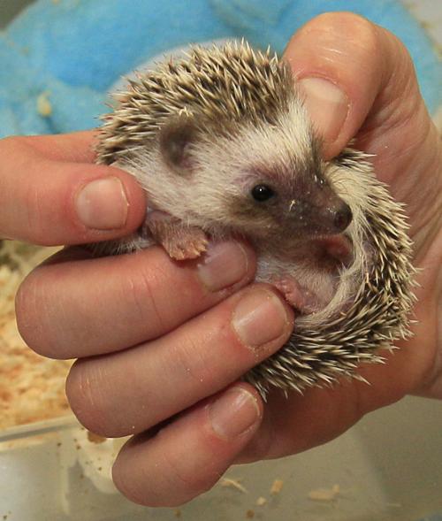 full grown pet hedgehog