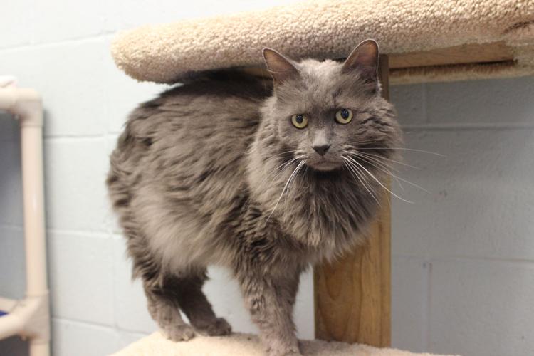 Adopt A Friend: Jinxy