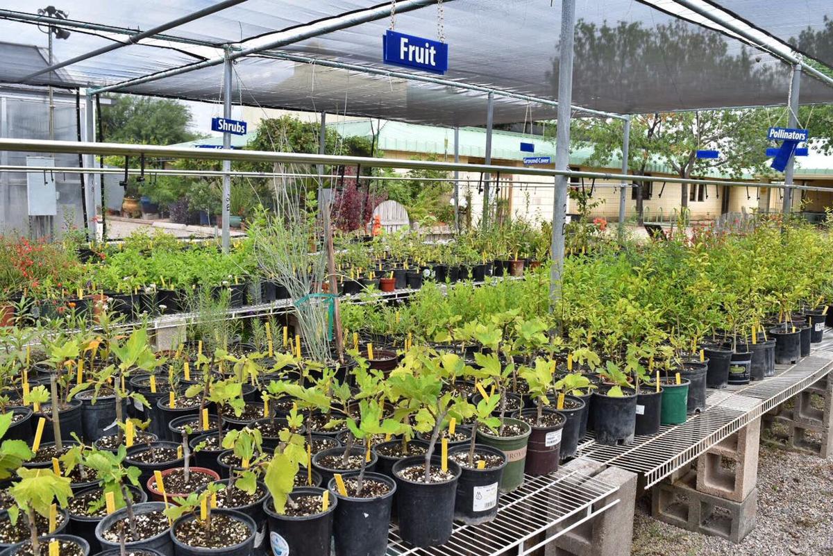 Garden plants to buy in fall in tucson