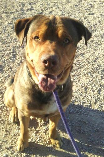 Adopt a friend: Bear