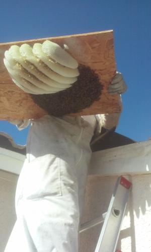 Worker on a ladder with a bee hive that was removed from a roof.