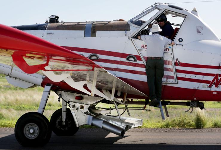 Frye Fire recovery on Mt. Graham