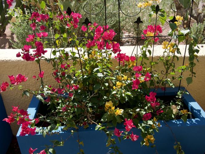 Bougainvilleas