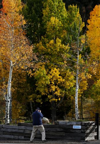 Fall colors on Mount Lemmon