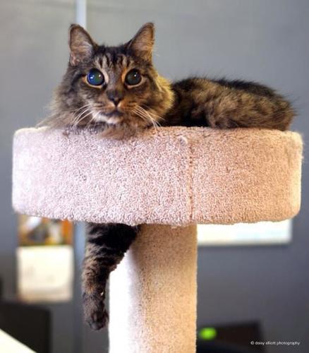 Adopt A Friend: Callisto