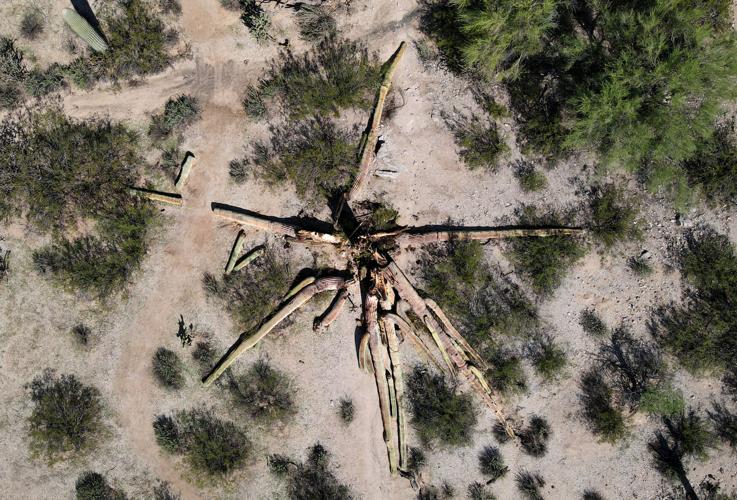 Strong-Arm Saguaro Dies