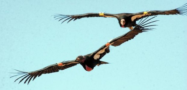 There's hope for giant bird  