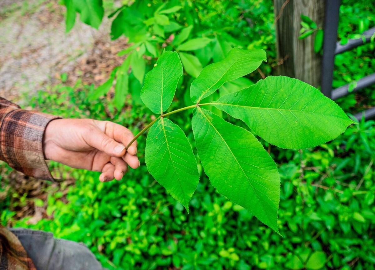 How Earth’s ingredients foster foraged beer’s unique flavors