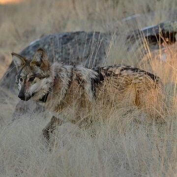 Mexican wolf recovery achieves another milestone