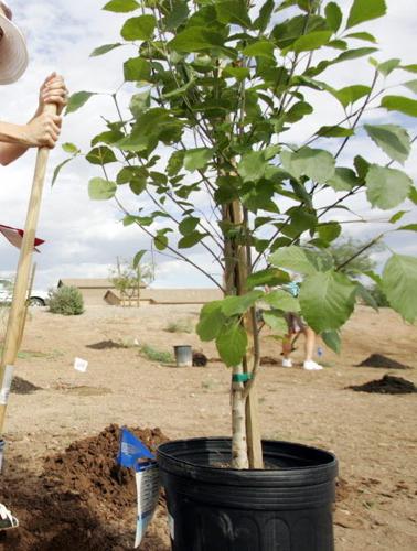 Trees on top of septic tanks