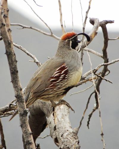 Gambel's quail