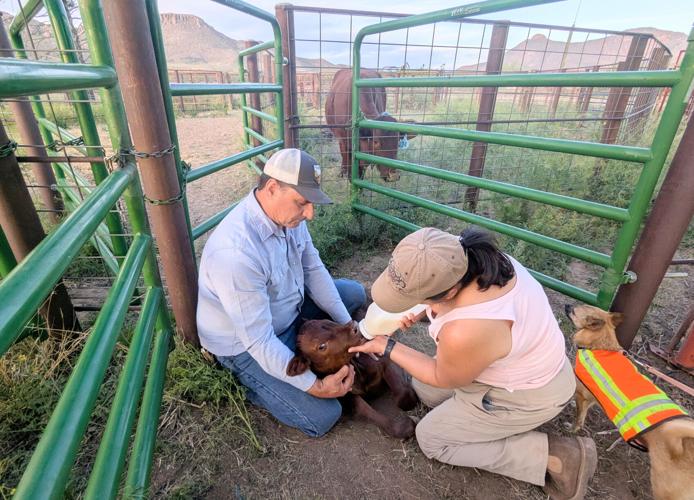 Technology helps border ranchers survive Arizona's drought