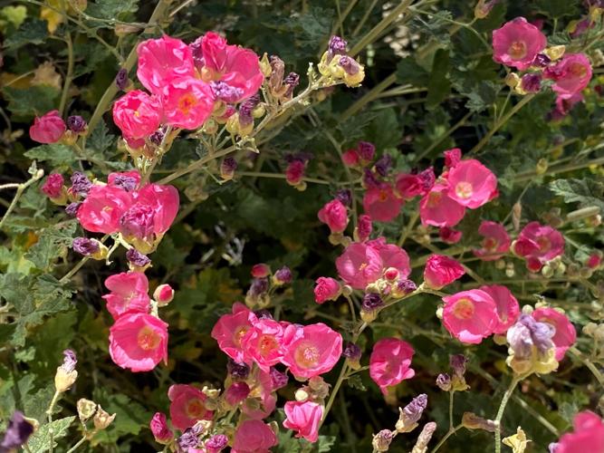 pink globe mallow