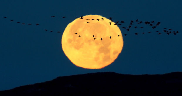 Sandhill Cranes