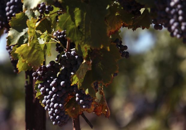 Callaghan Vineyards wine harvest