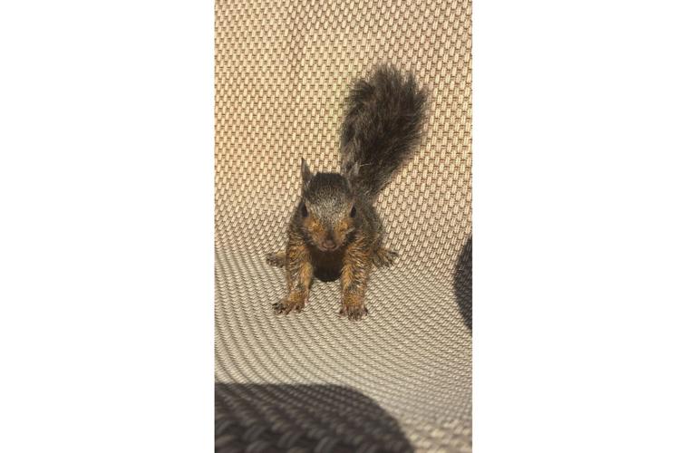 Squirrel Seized