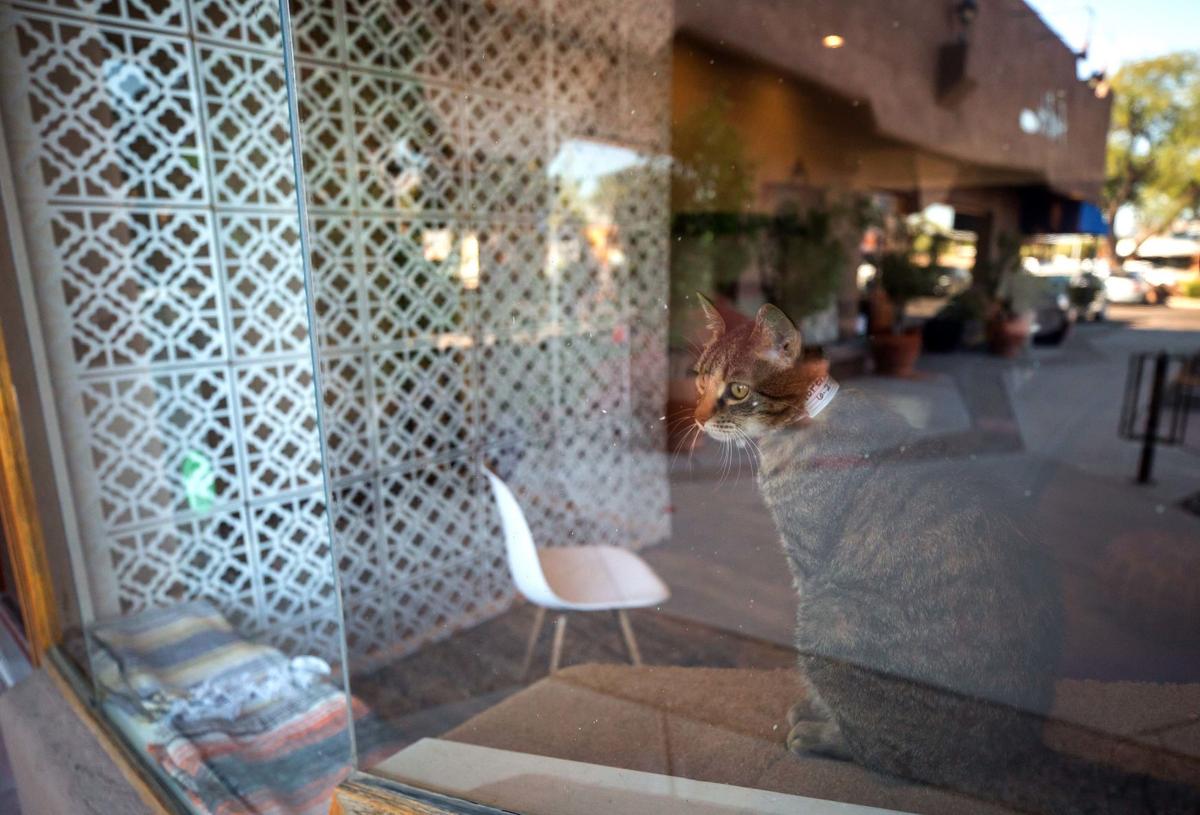 Big City Venue Comes To Tucson A Cat Lounge Business News