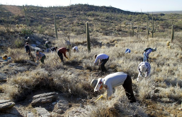 Volunteers fight war against buffelgrass at Saguaro Park  