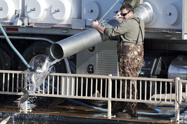 Sahuarita Lake restocked
