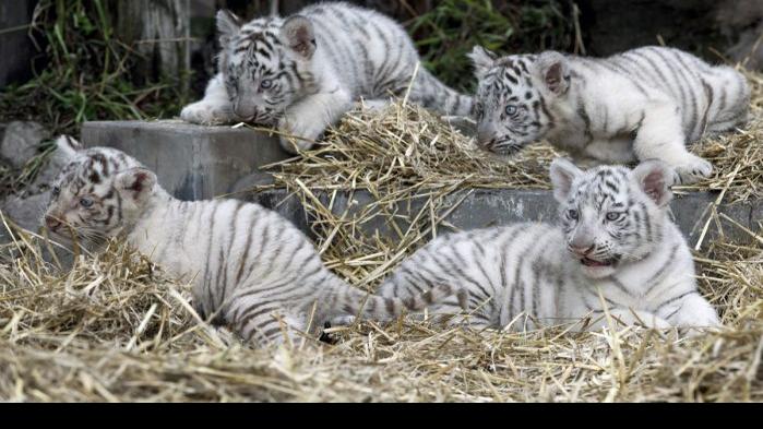 Fifth endangered Bengal tiger born in Cuban zoo