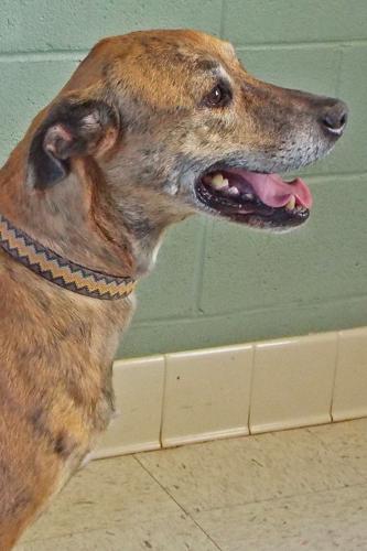 Adopt A Friend: Gaston