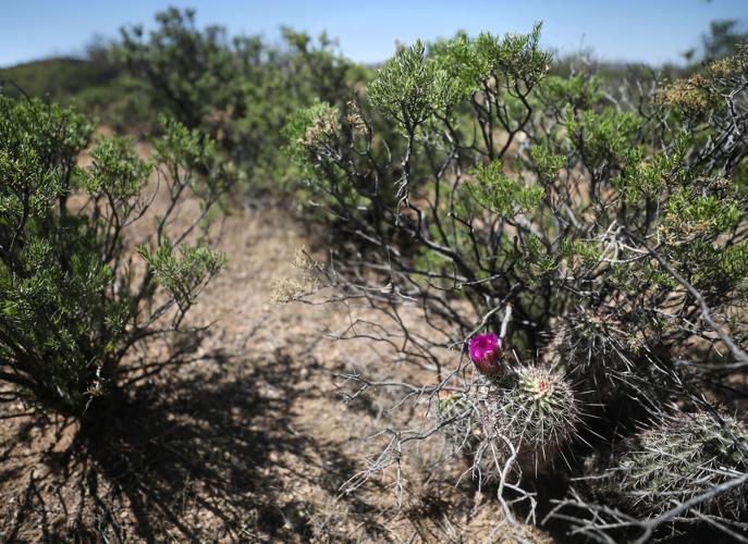 Wind farm, Pinal County