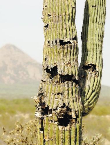 BLM plan would scrap target-shooting at park  