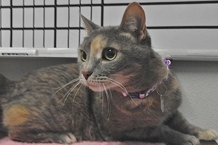 Adopt a friend: Annie