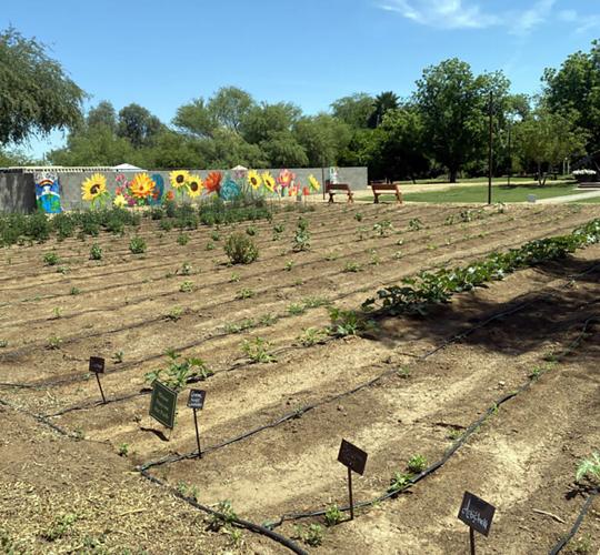 Arizona farm-to-table restaurant continues to thrive