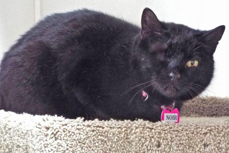 Adopt a friend: Noir