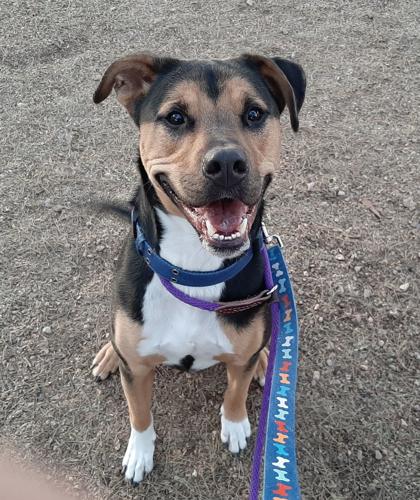 Adopt a friend: Bentley