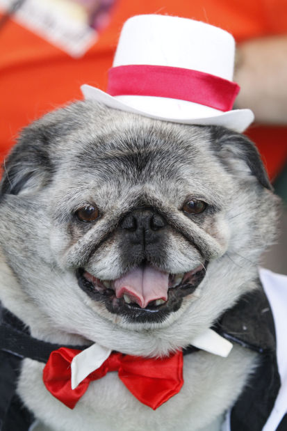 World's Ugliest Dog