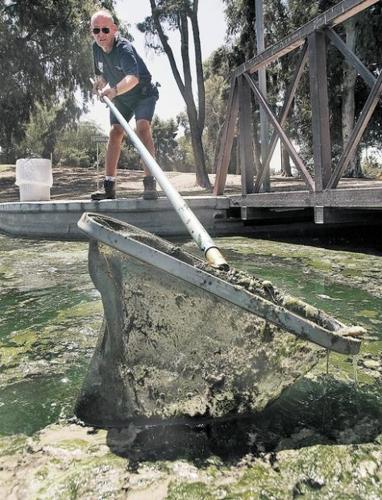 Algae killing Reid Park fish that showed up, uninvited  