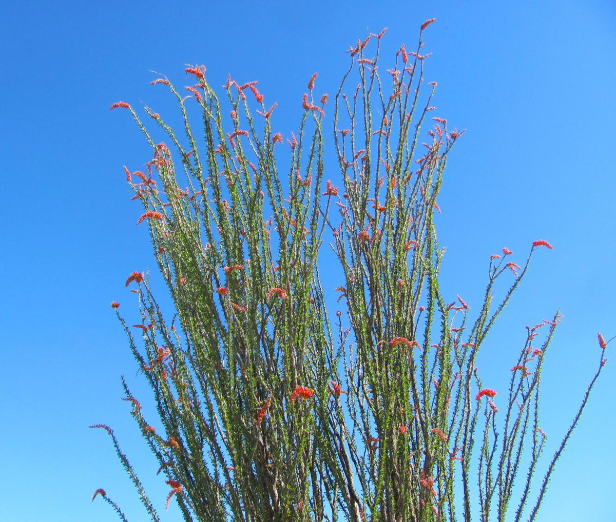 10 ocotillo facts that will make you love this desert plant even more