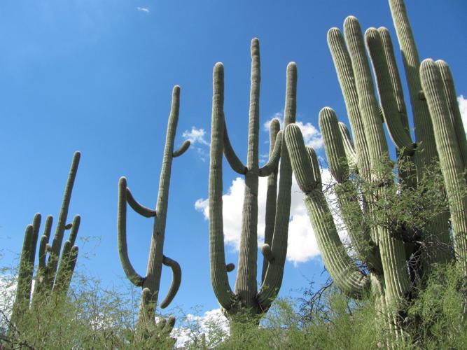 Towering saguaros