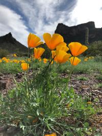 Some Arizona state parks showing brilliant early wildflower blooms