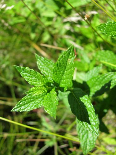 Classic hike: Mint Spring Trail is a treat for the senses