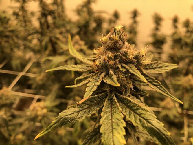 marijuana plant nature med