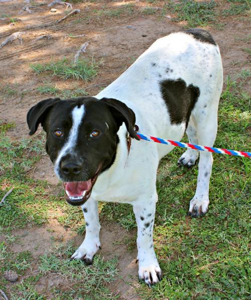 'Don't Shop, Adopt' event to offer free adoptions