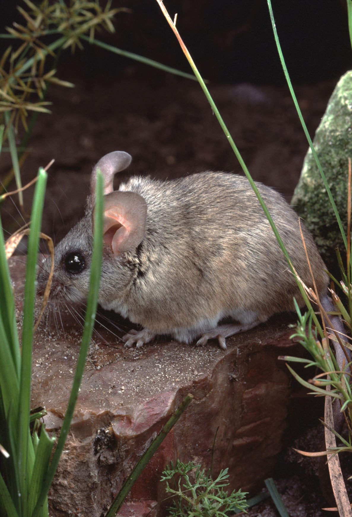 Critters Of Southern Arizona Science Tucson Com - counter blox mouse stuck in middle of screen