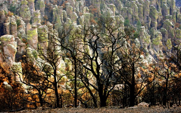 Burned-over park starts comeback   