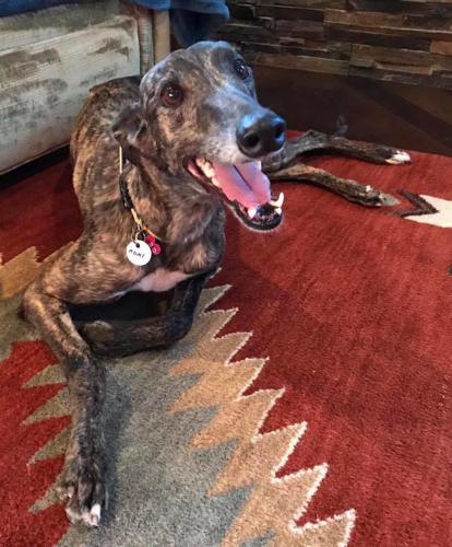 Adopt a friend: Romi