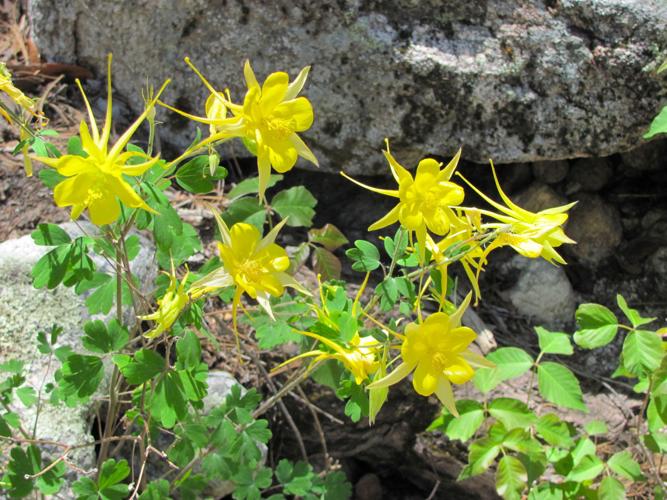 Blooming columbines